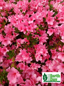 Photo of pink flowers with bees.