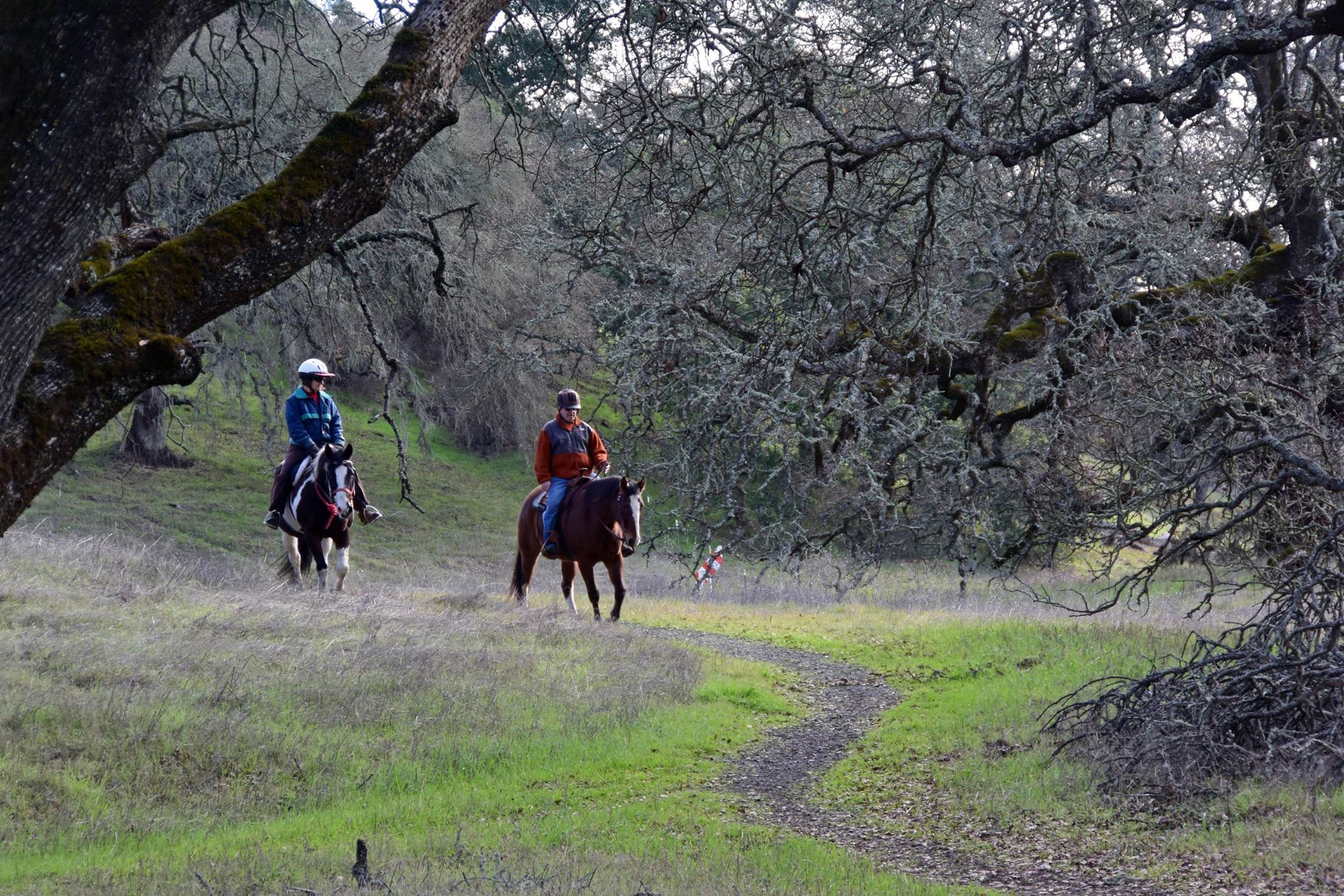 People riding horseback on a trail through trees.