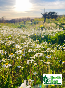 Photo of daisies and yellow mustard flowers in wine grape vineyard.