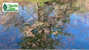 Photo of pond with reflection of trees.