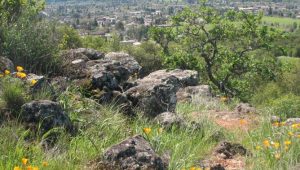 Overlook trail vista