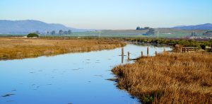 Waterway through wetland grasses.