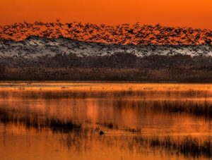 Birds flying over bay during sunset.