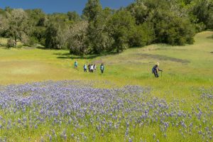 Group walking on trail through field of purple wildflowers.