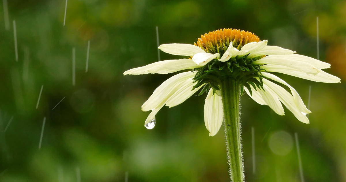 Close up of a flower that is being rained on.