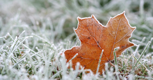 Dried leaf in grass, all covered in frost.