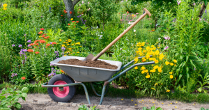 wheel burrow filled with compost and a shovel in a garden with blooming flowers.
