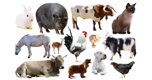 Photos of farm animals and pets.