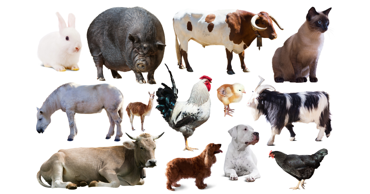 Domesticated Animals - City of Sonoma