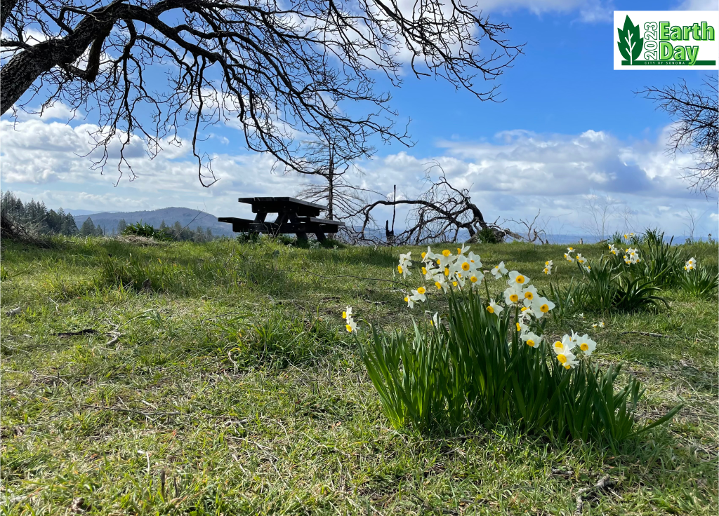 Clusters of white daffodils in a field of green grass with a bench, tree, blue sky, clouds and view of mountains in the background.