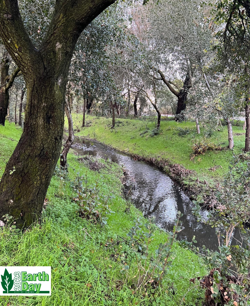 A creek surounded by bright green plants and trees.