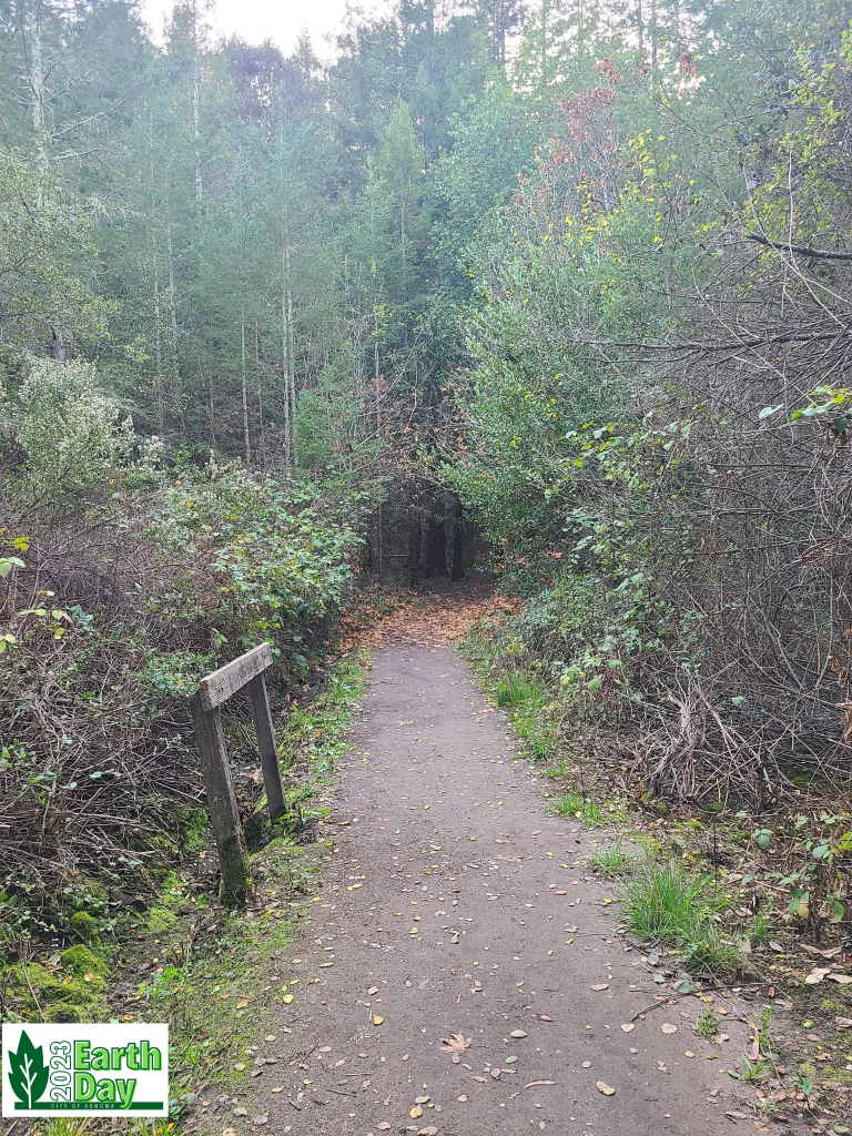 A trail with tall foliage leading into forrest.