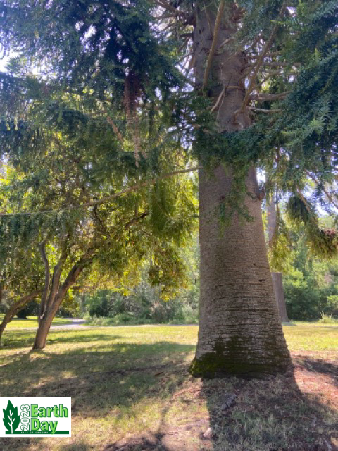 Tall trees with glowing sunshine peeking through the branches.