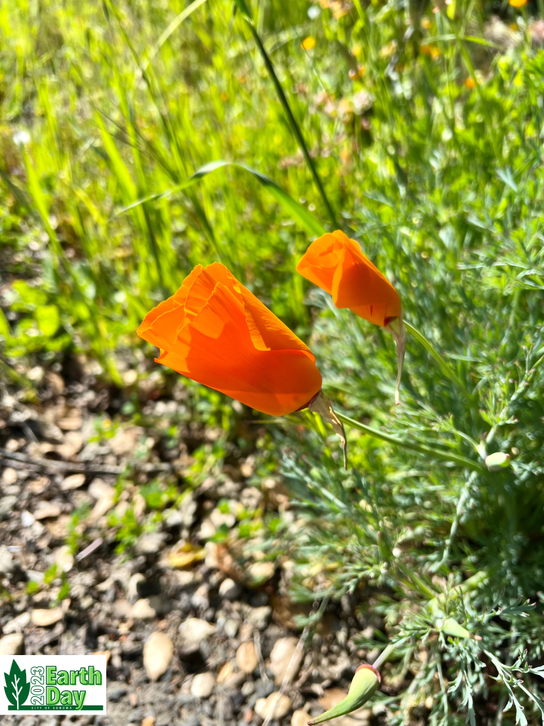 Two orange California poppies about to open surrounded by bright green foliage.