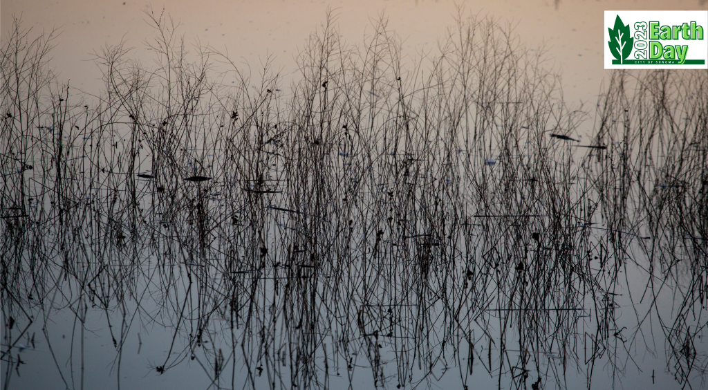 A narrow photo of tall grass growing in water and thier reflection in a calm lake with a gradiant of soft colors from subtle pink to blue.