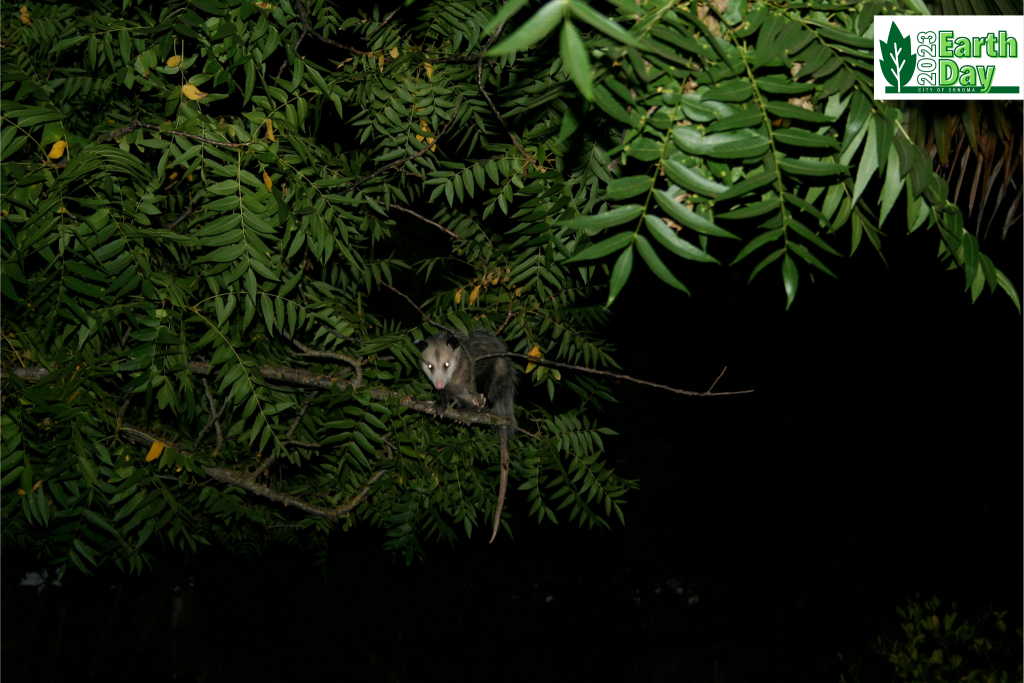 A photo taken at night of a opposom in a tree.