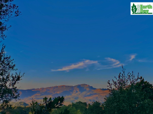 View of mountains in sunshine and a blue sky in the background with trees framing the foreground in shadow.