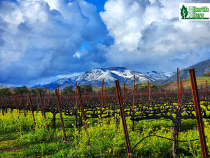 View of snow-covered mountains and dramatic clouds with dormant vineyards and yellow wildflowers in the foreground.