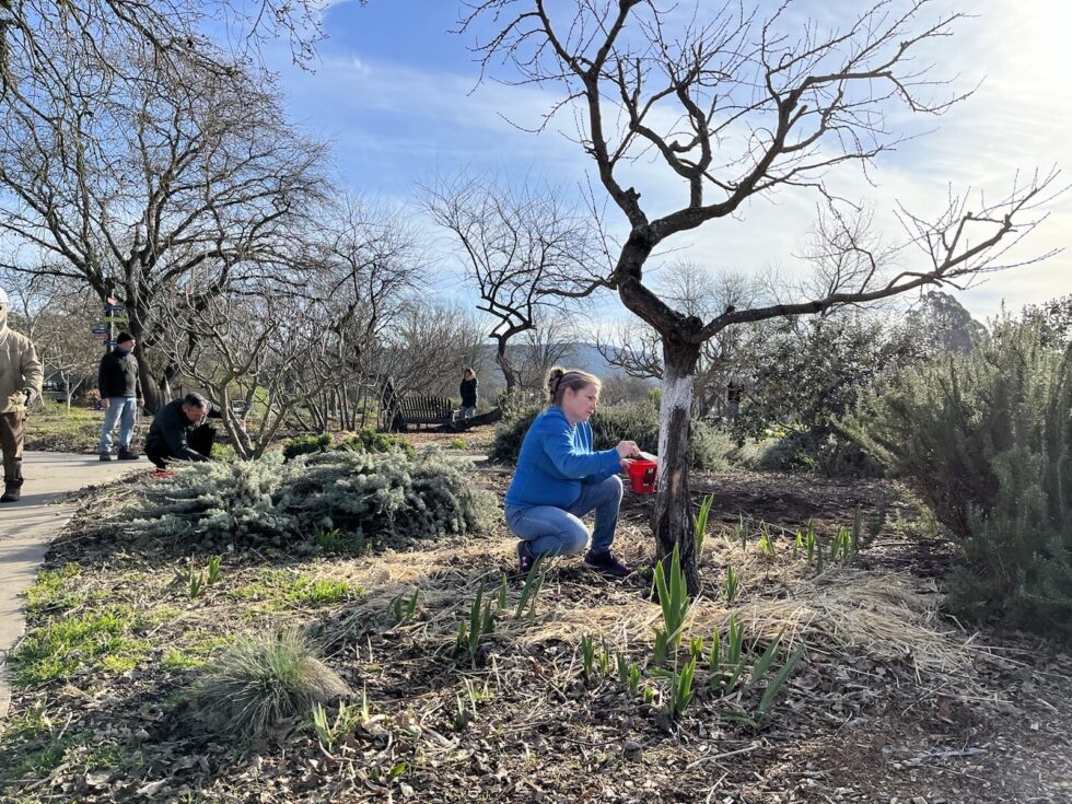 A woman attending to a tree trunk at the Sonoma Garden Park.