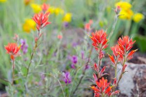 Close up of bright red flowers with purple and yellow flowers in the background.