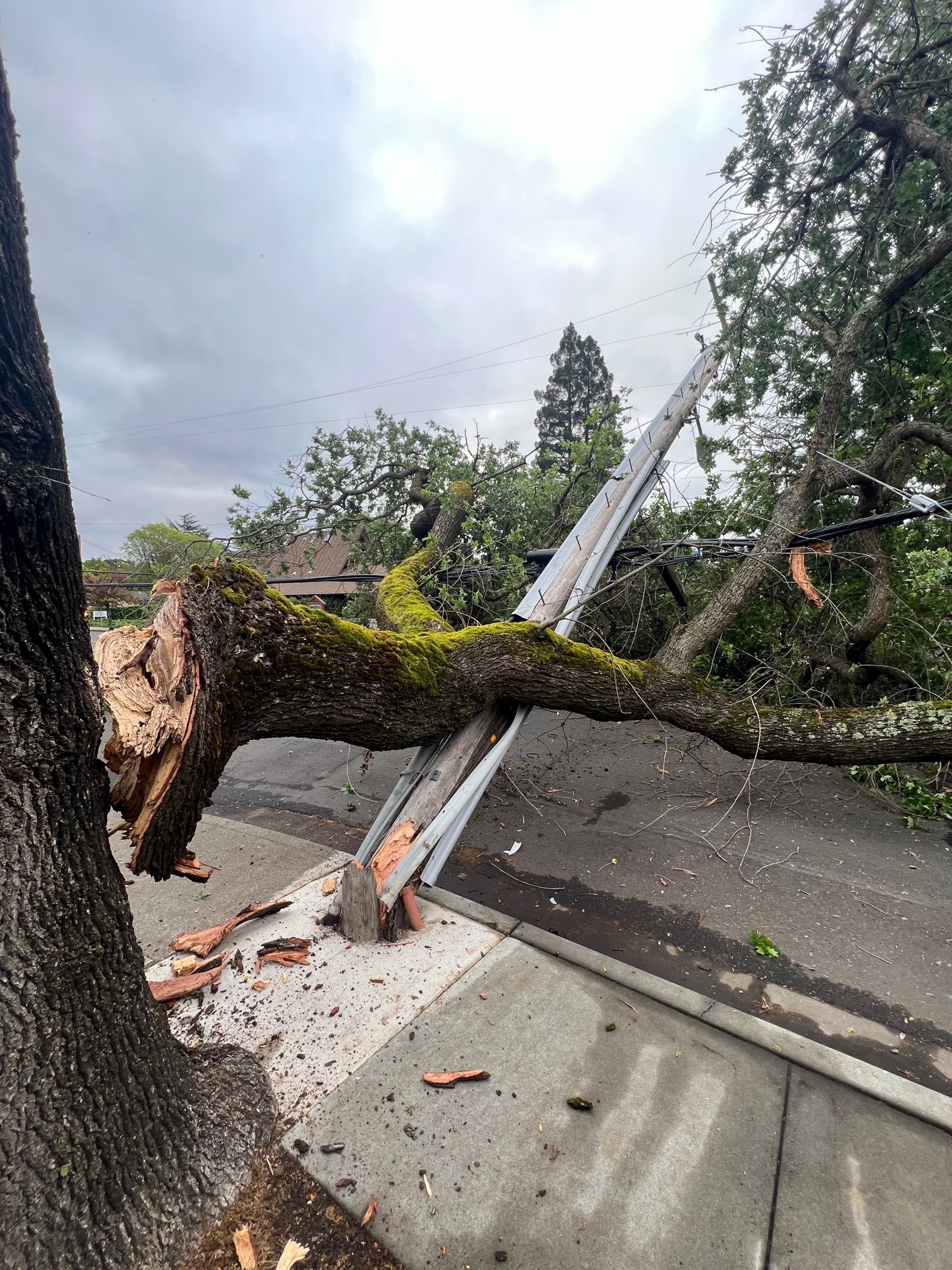 A fallen tree on top of a downed power pole.