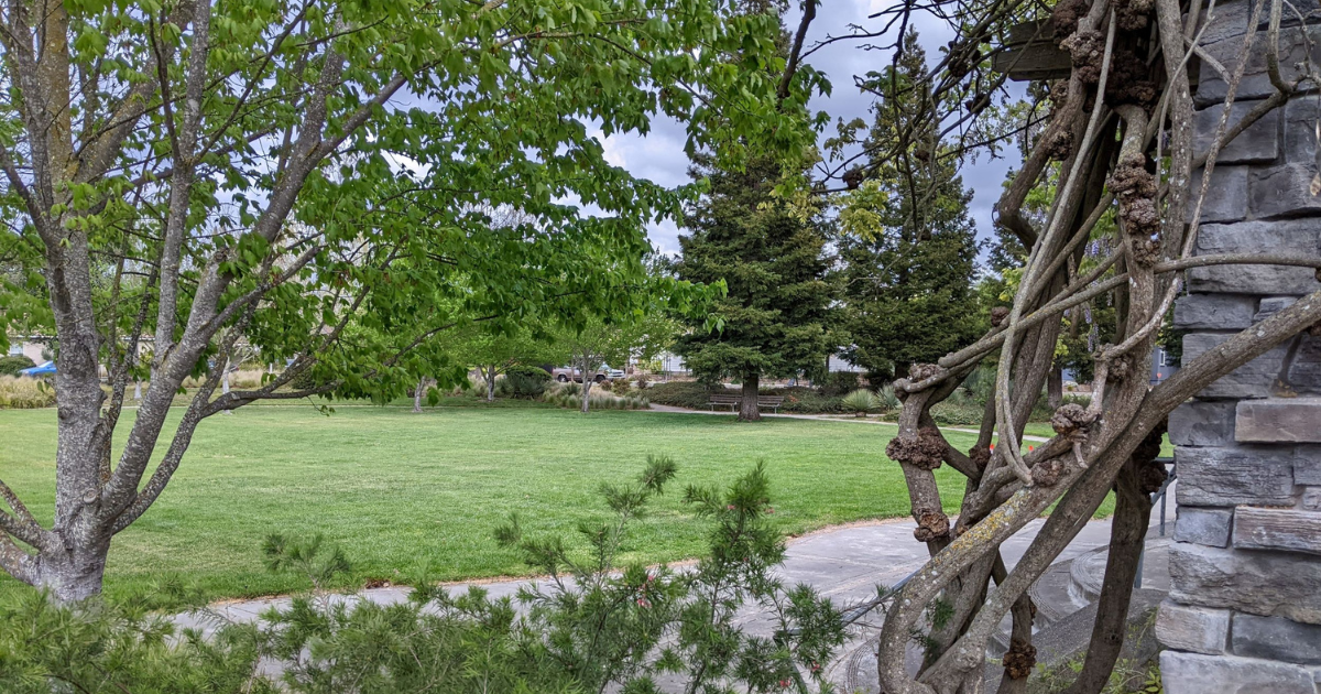 A view of a lawn and trees with a structure with a vine in the foreground.