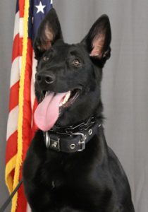 K9 Kaya