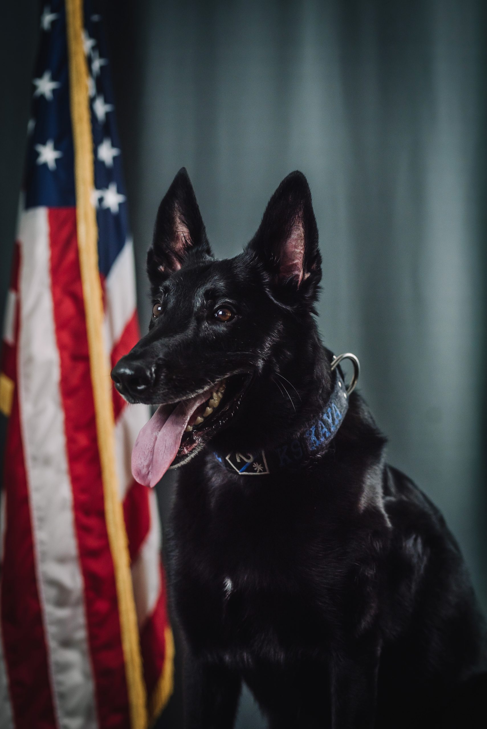 K9 Kaya