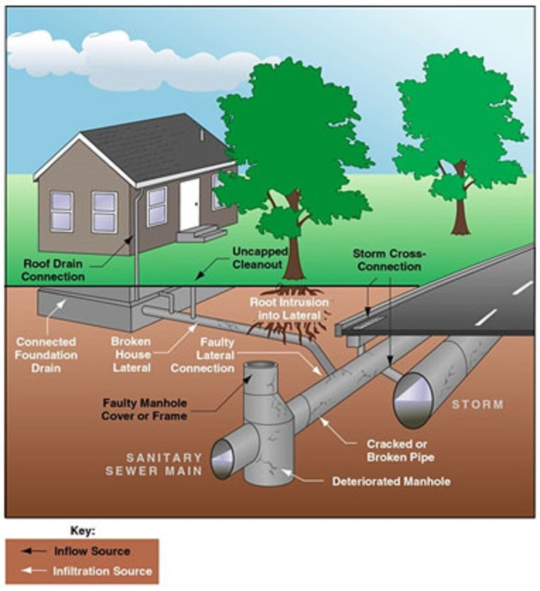 Sewer Blockage/Tree Roots