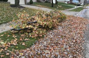 storm debris & leaves