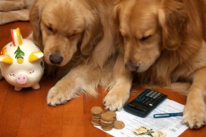 dogs paying taxes