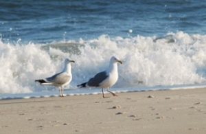 Gulls