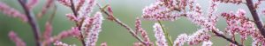 Tamarisk Salt Cedar