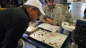 Two men looking at mosquito specimens