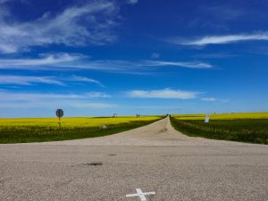 County Road and canola field