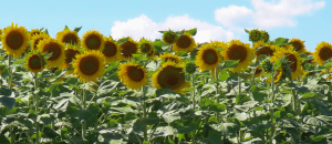 Sunflowers in full bloom