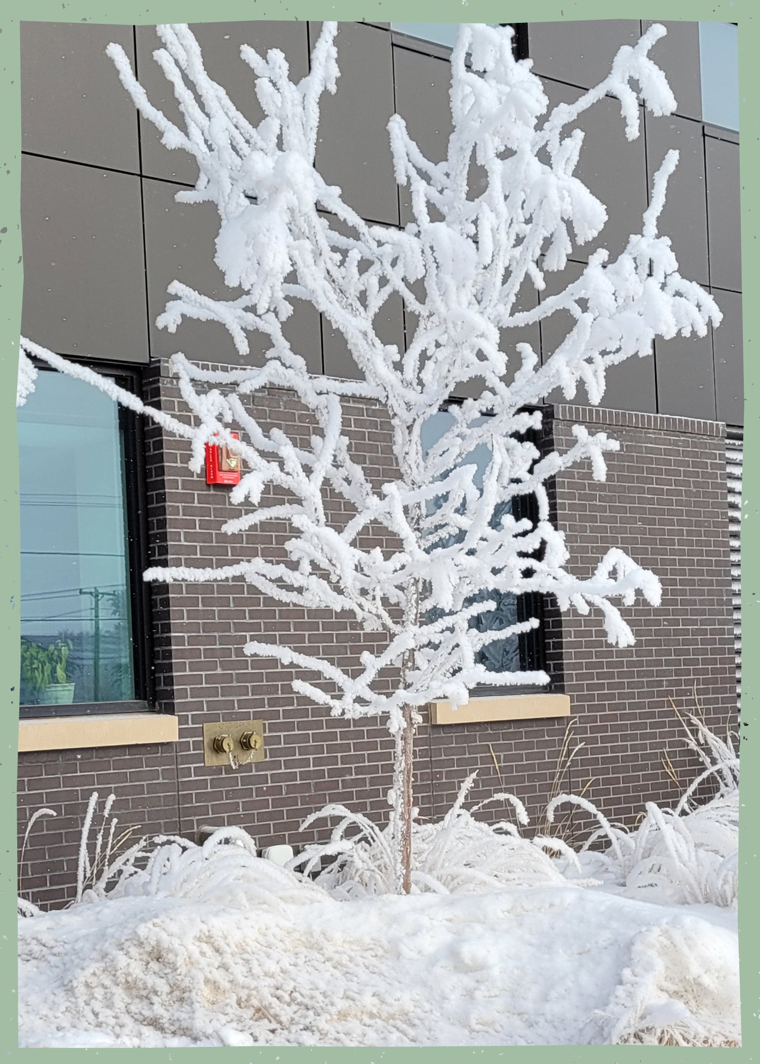 Tree with white frost on branches