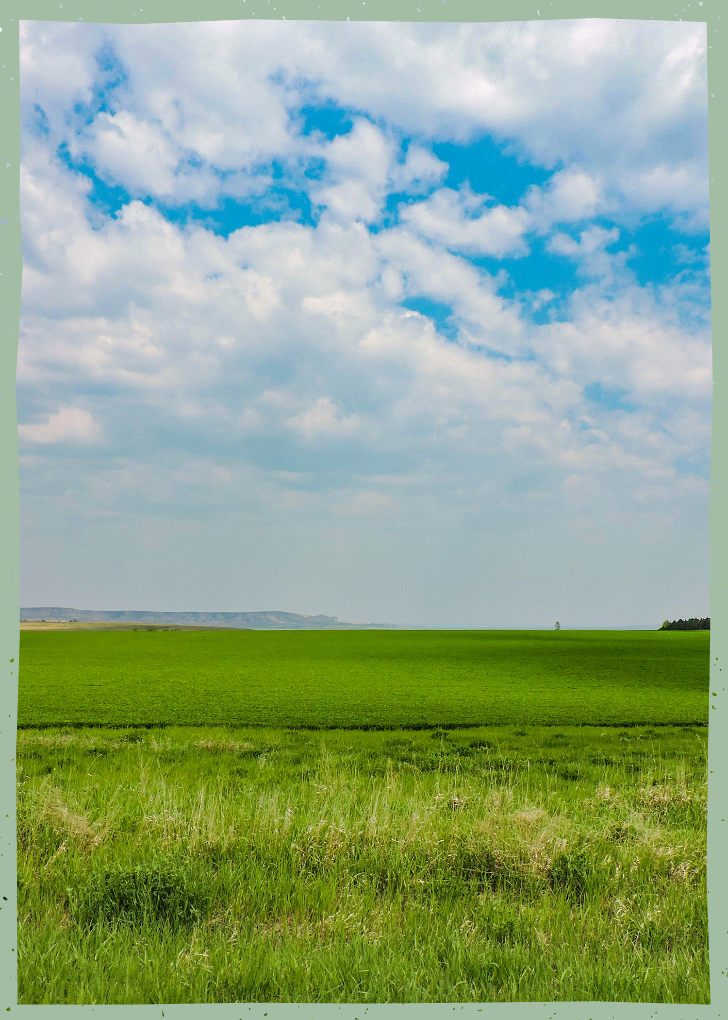 Wheat field with blue sky