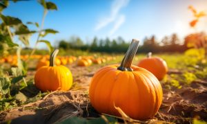 Pumpkins in a Field