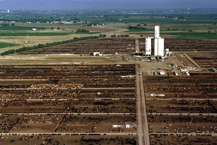 Feedlot