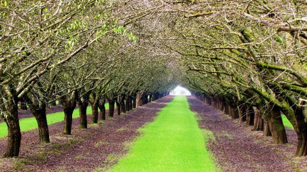 Almond Trees