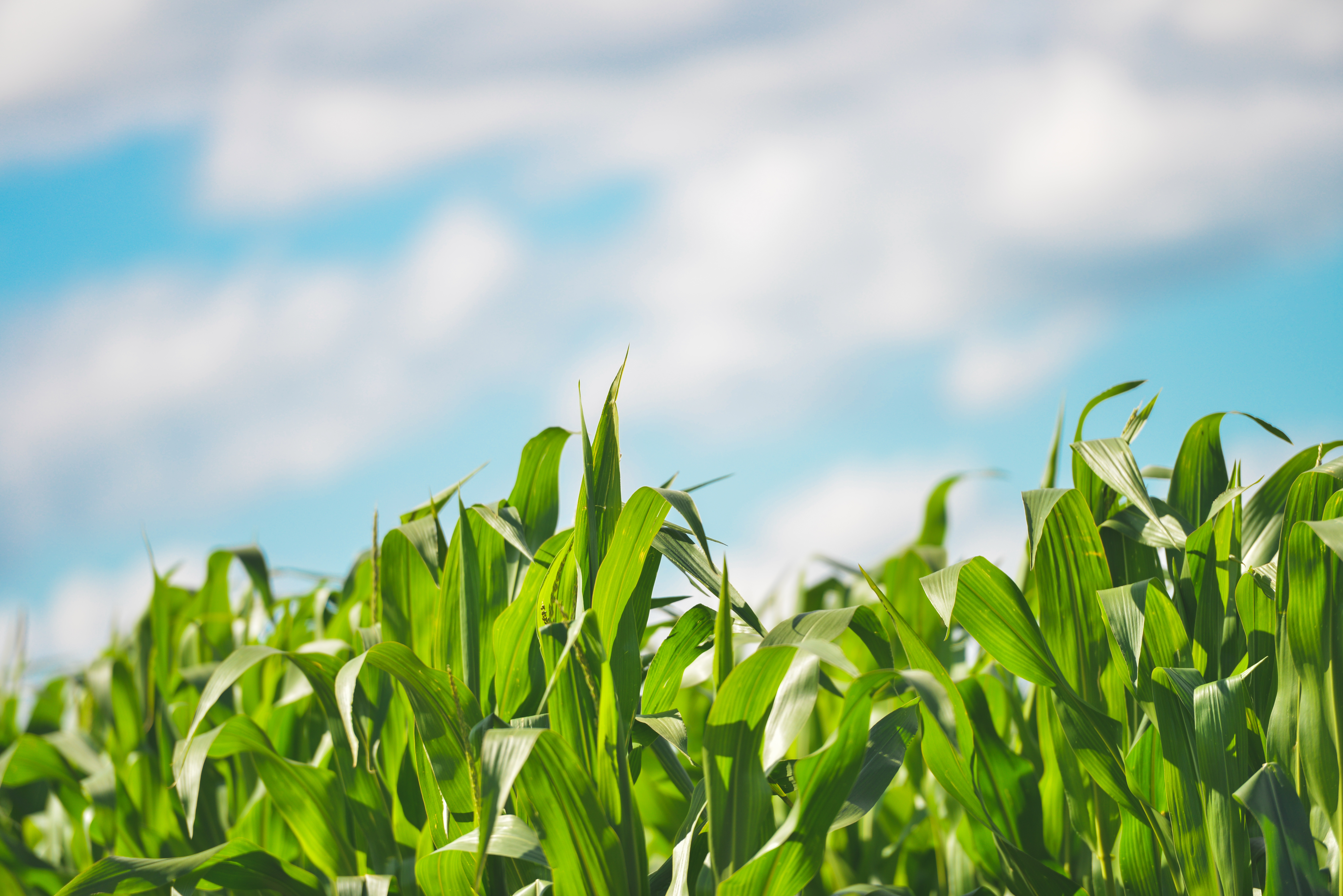 Field Agriculture Farm Cereals