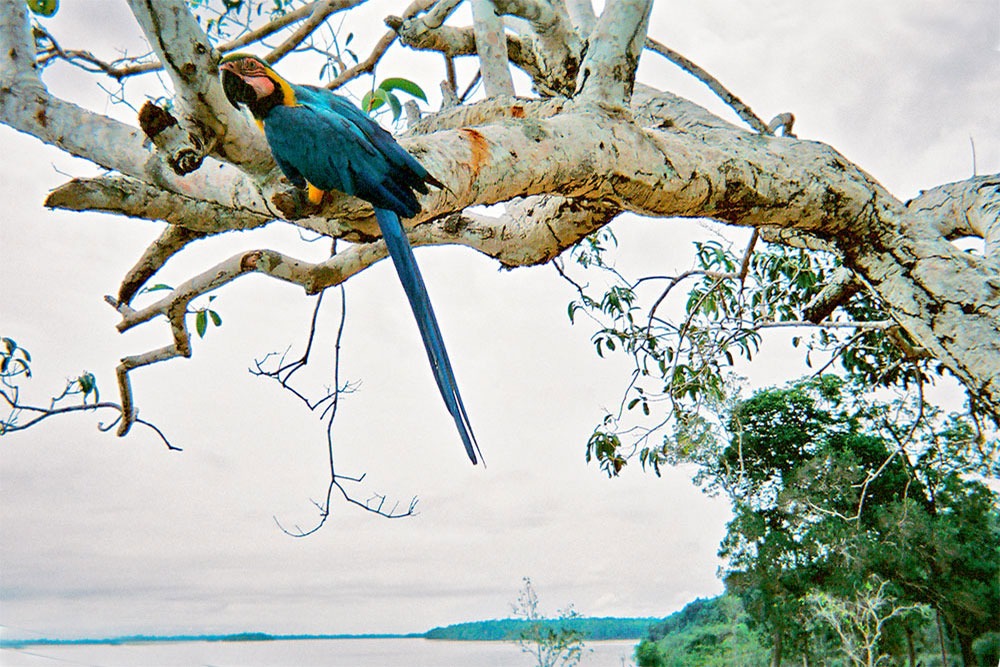 Nature | Amazon Village
