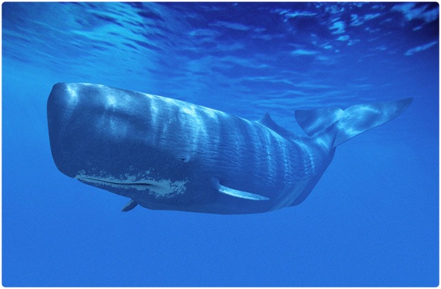 Sperm whale | Galapagos Islands
