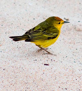 Yellow warbler | Galapagos Islands
