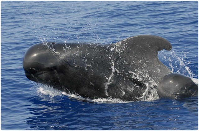 Orca (Killer whale) | Galapagos Islands