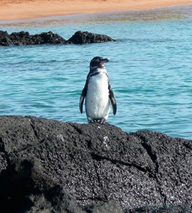 Galapagos Penguins | Galapagos Islands