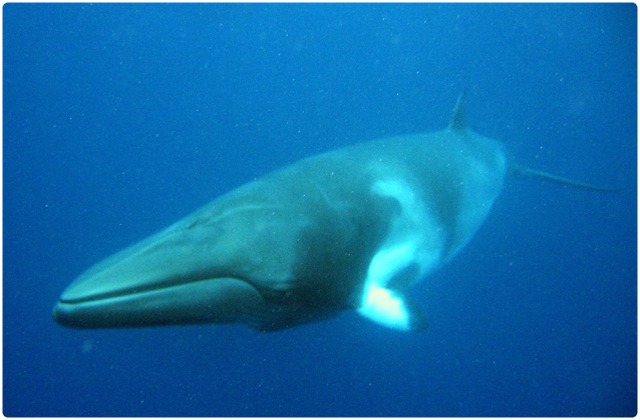 Minke whale | Galapagos Islands