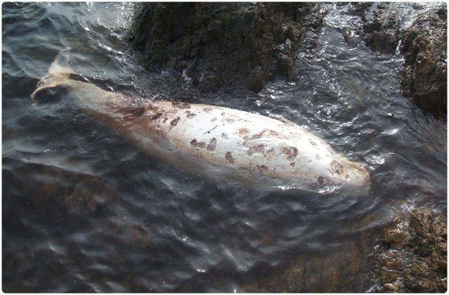 Pygmy sperm whale | Galapagos Islands