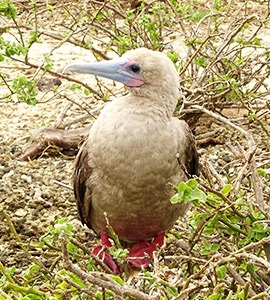 Red-footed boobies | Galapagos Islands